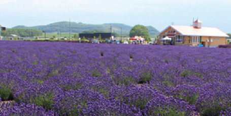 オホーツクラベンダー畑