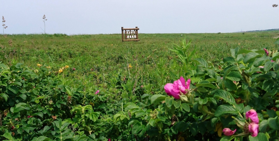 オムサロ原生花園