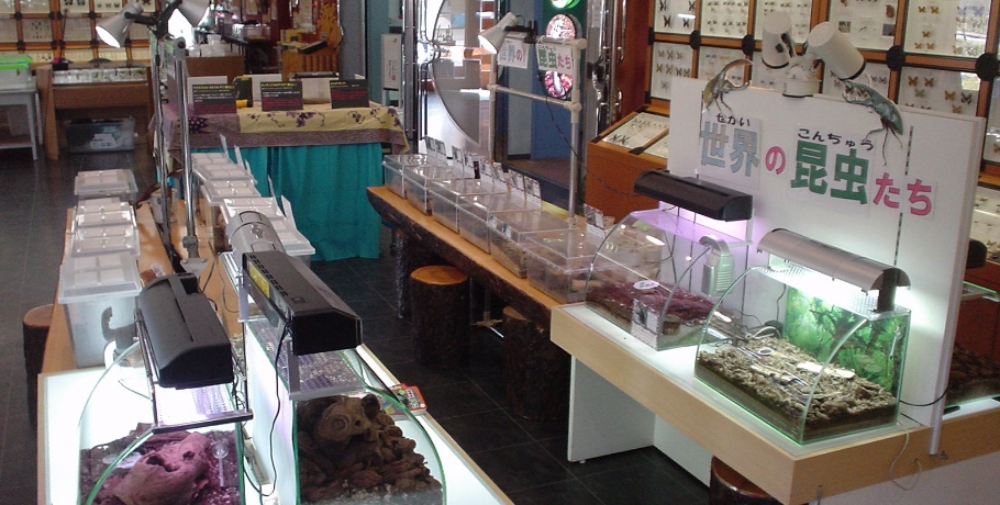 丸瀬布昆虫生態館