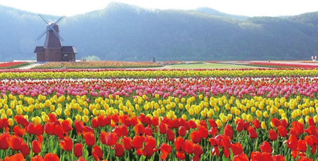かみゆうべつチューリップ公園