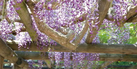 まるせっぷ藤園